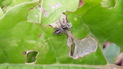 Aphirape misionensis