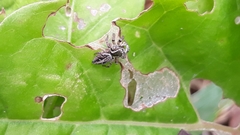 Aphirape misionensis