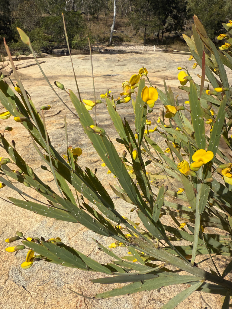 Bossiaea armitii
