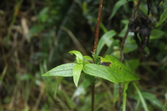 Alloispermum