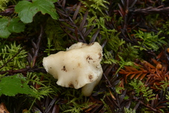 Neohygrocybe