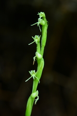 Peristylus lacertifer