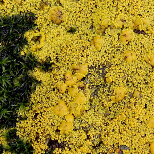 Tryninė geltūnė nuotrauka