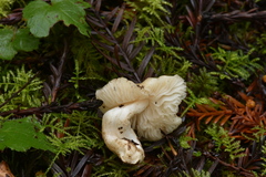 Neohygrocybe