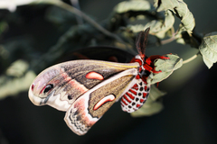 Hyalophora cecropia
