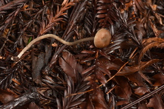 Lyophyllaceae