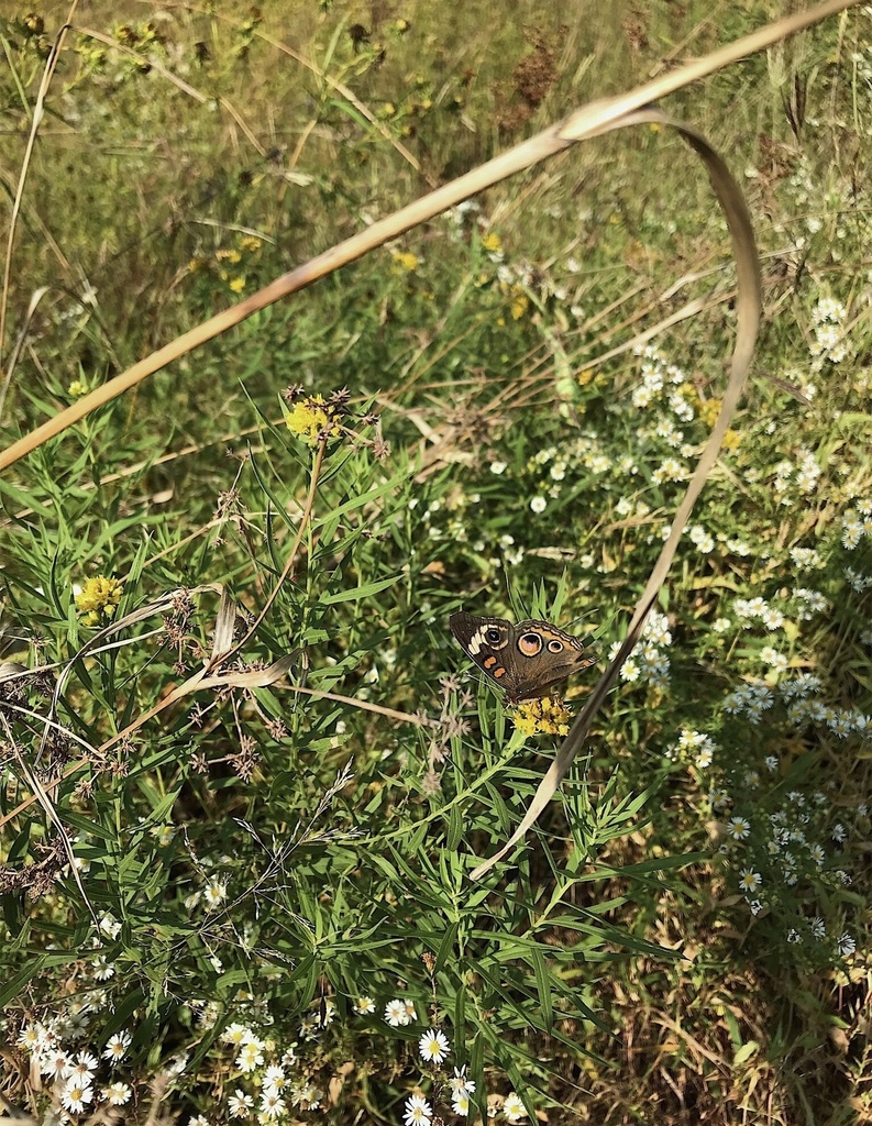 Common Buckeye from Fairleigh Dickinson University College at Florham ...