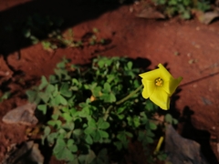 Oxalis pes-caprae