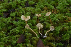 Pseudolaccaria pachyphylla