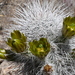 Graybeard Hedgehog Cactus - Photo (c) Gerhard Boehm, some rights reserved (CC BY-NC), uploaded by Gerhard Boehm