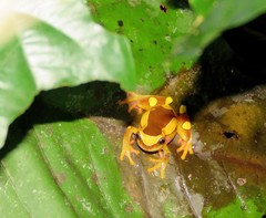 Dendropsophus leucophyllatus