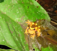 Dendropsophus leucophyllatus
