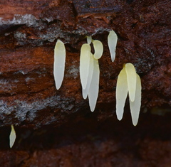 Mucronella bresadolae