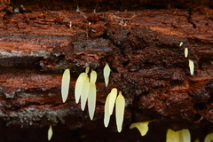 Mucronella bresadolae