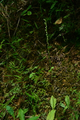 Peristylus lacertifer