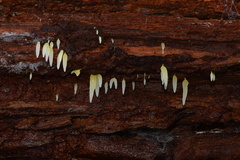 Mucronella bresadolae