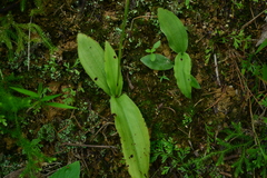 Peristylus lacertifer