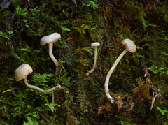 Pseudolaccaria pachyphylla