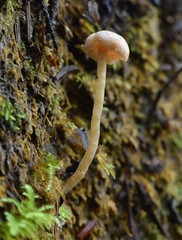 Pseudolaccaria pachyphylla