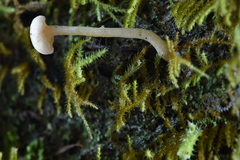 Pseudolaccaria pachyphylla