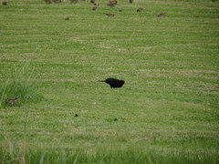 Turdus merula azorensis