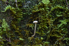 Pseudolaccaria pachyphylla