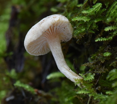 Pseudolaccaria pachyphylla