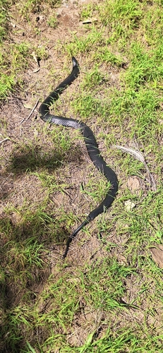 Red-bellied Black Snake sighting