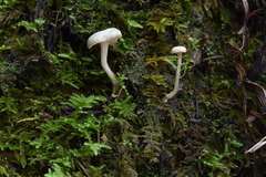 Pseudolaccaria pachyphylla