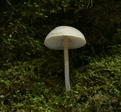 Pseudolaccaria pachyphylla