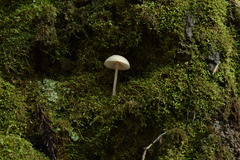 Pseudolaccaria pachyphylla