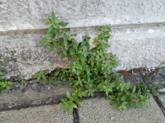 Parietaria officinalis