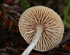 Pseudolaccaria pachyphylla