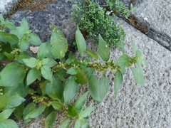 Parietaria officinalis
