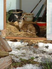 Odocoileus hemionus sitkensis