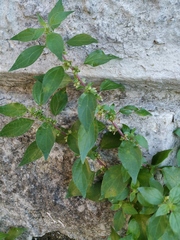 Parietaria officinalis