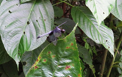 Erythrodiplax unimaculata