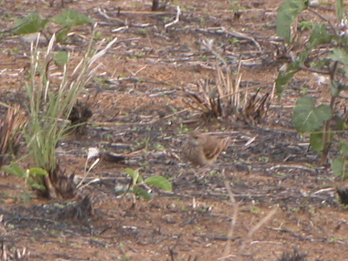 Campo Miner (Geositta poeciloptera), photo 10