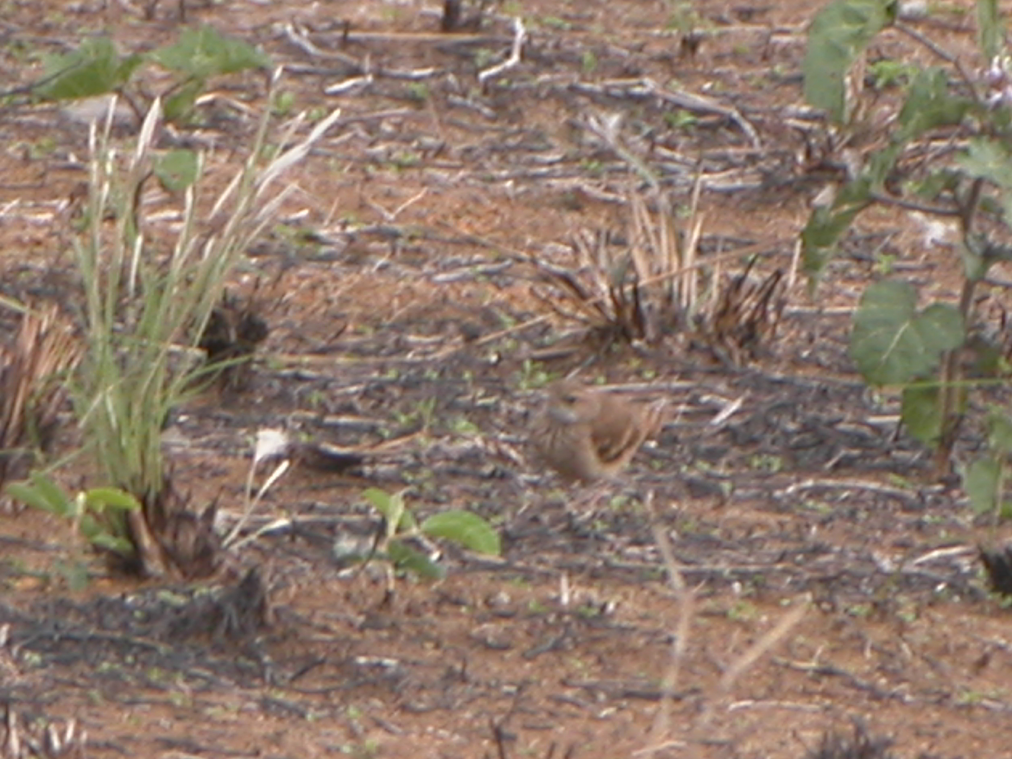 Campo Miner (Geositta poeciloptera), photo 10