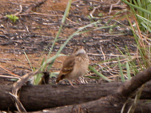 Campo Miner (Geositta poeciloptera), photo 3