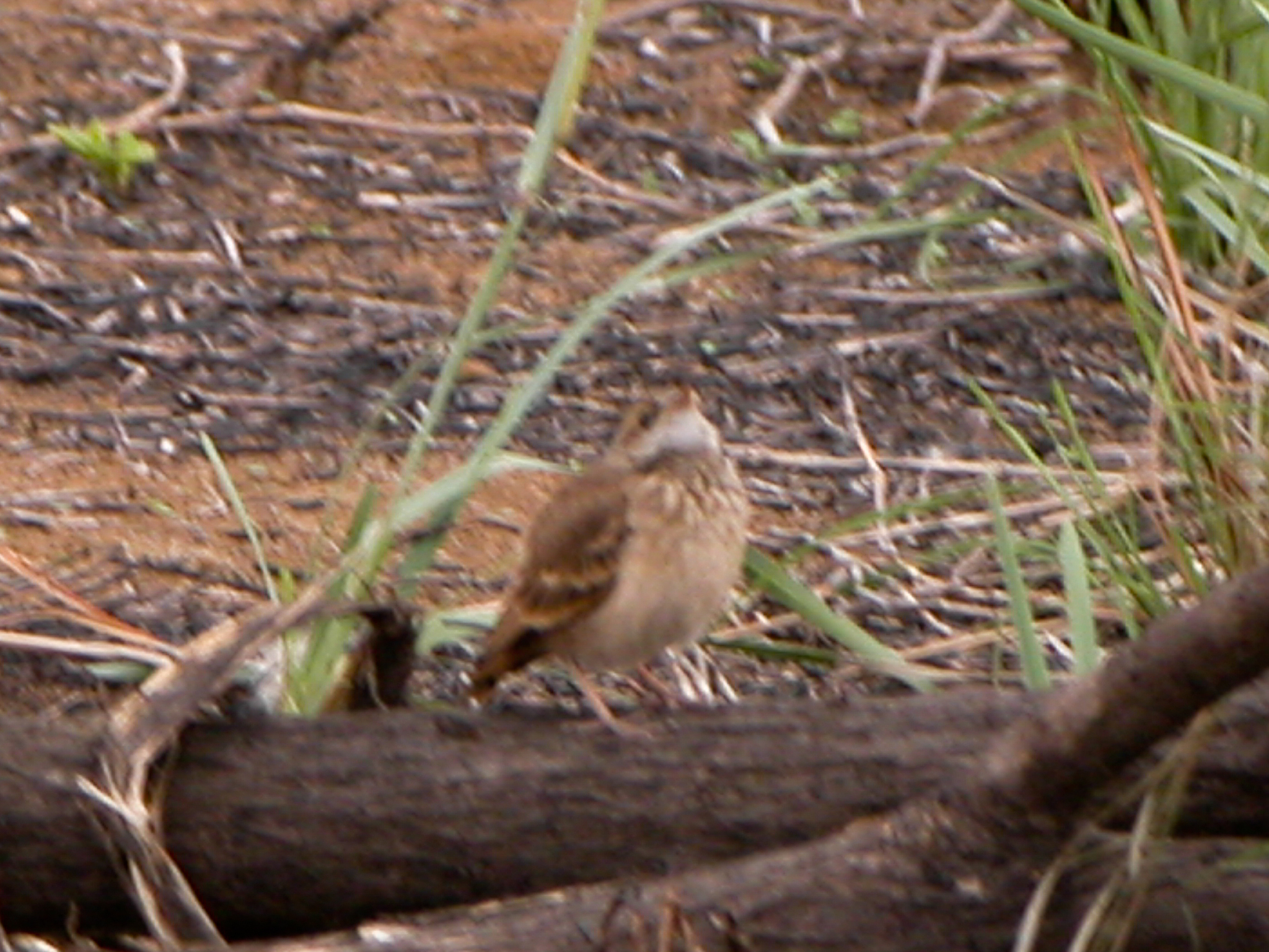 Campo Miner (Geositta poeciloptera), photo 3