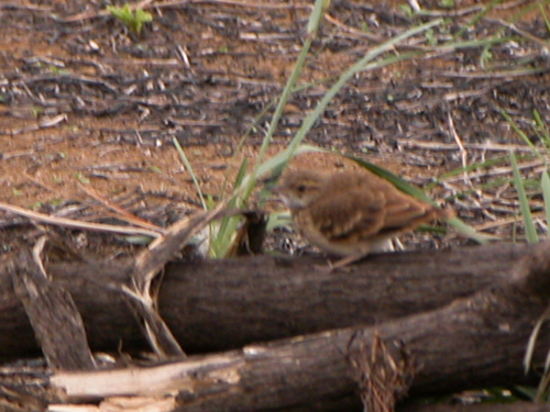 Campo Miner (Geositta poeciloptera), photo 4