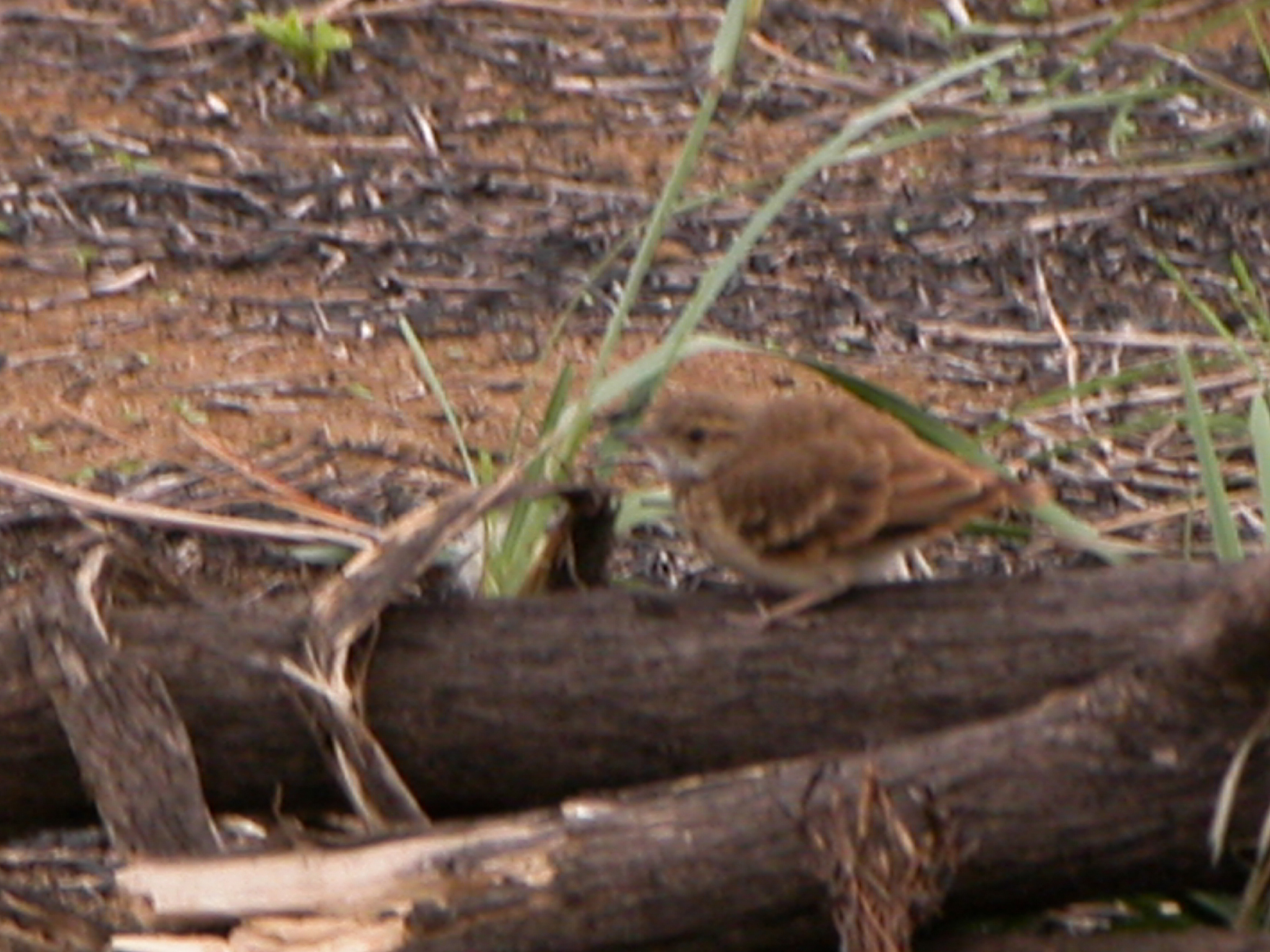 Campo Miner (Geositta poeciloptera), photo 4