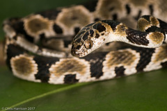 Imantodes gemmistratus