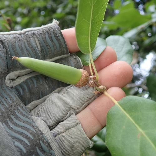 Interior Live Oak fruiting
