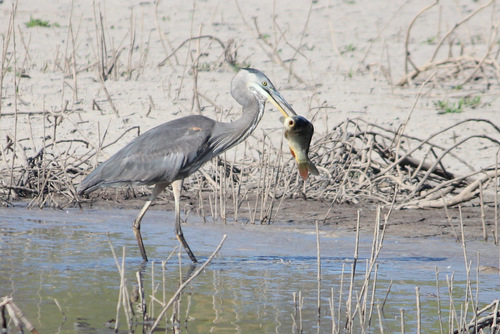 Great Blue Heron photographed in Arizona