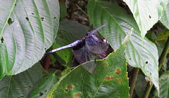 Erythrodiplax unimaculata