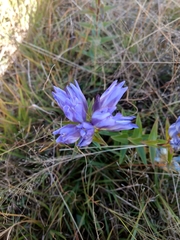 Gentiana spathacea