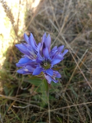 Gentiana spathacea