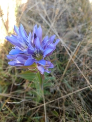 Gentiana spathacea